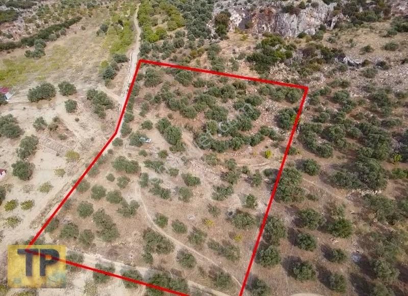 Tire Akçaşehir Köyünde Satılık Zeytinlik - Görsel 11