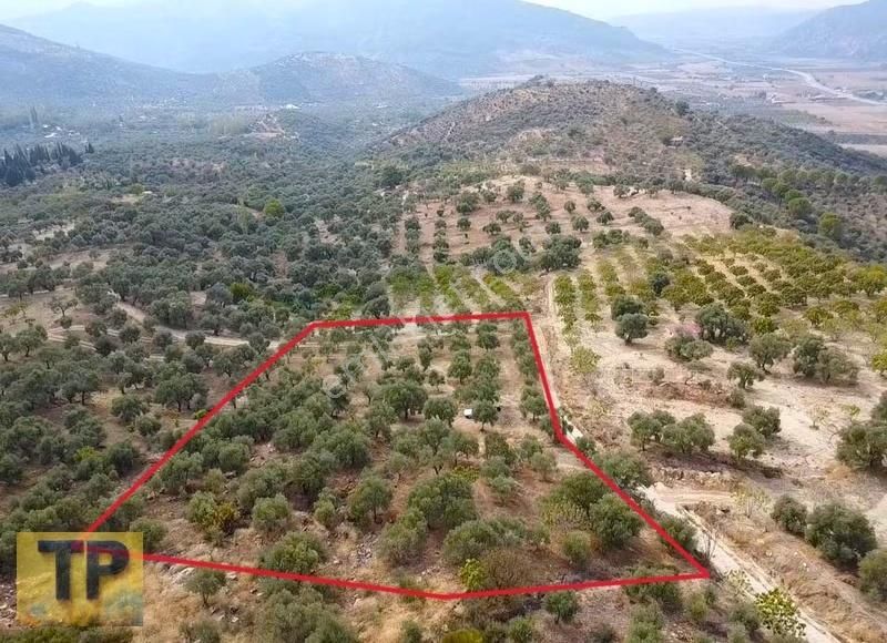 Tire Akçaşehir Köyünde Satılık Zeytinlik - Görsel 12