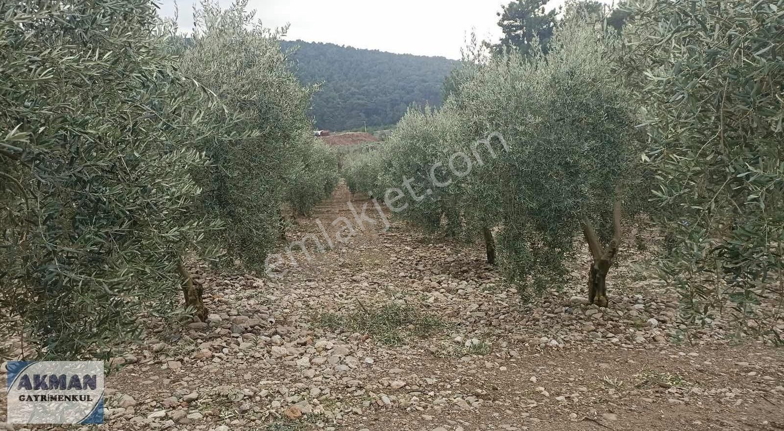 Zeytinlibağ Mh Satılık 23 Dölüm Zeytinlik - Görsel 2