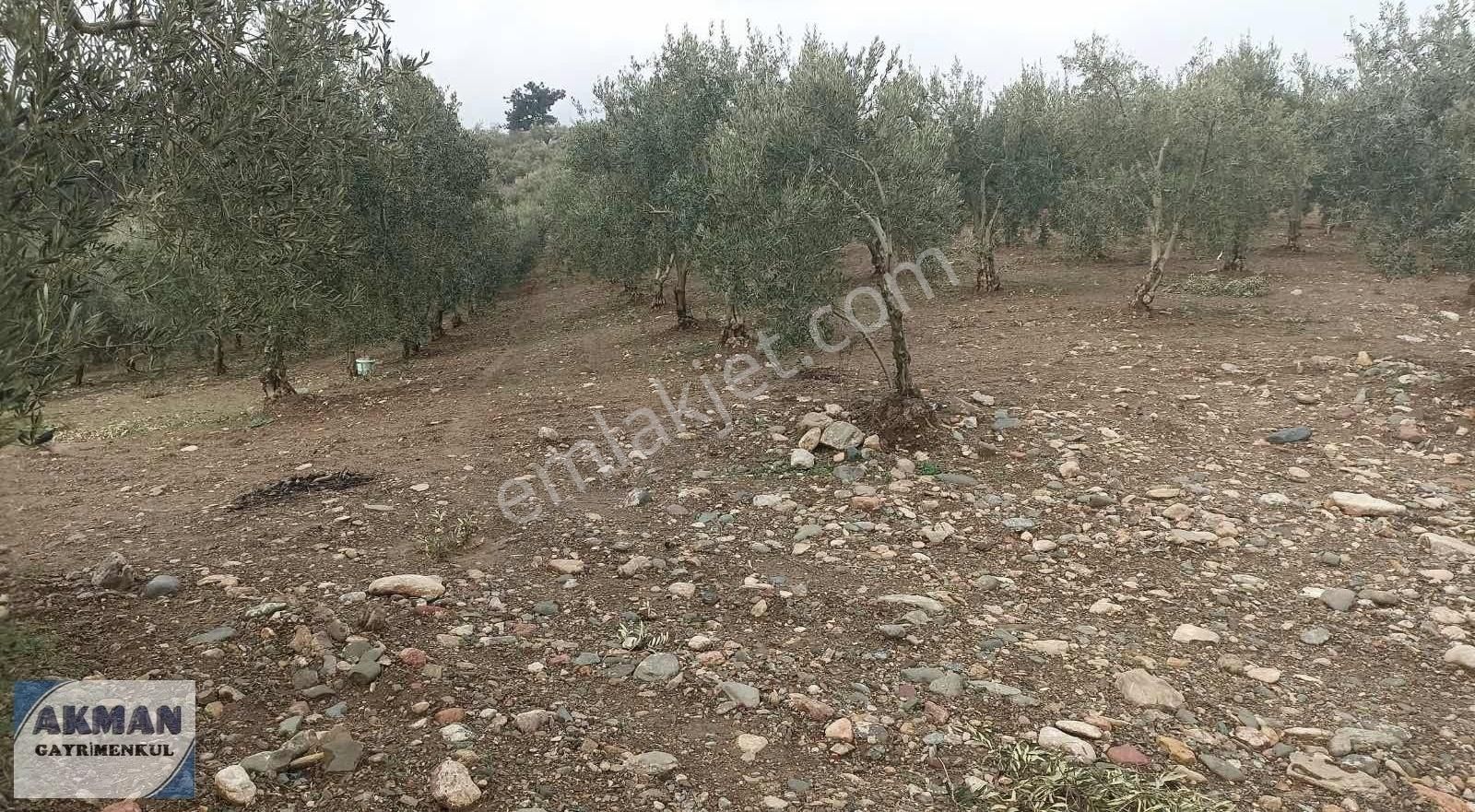 Zeytinlibağ Mh Satılık 23 Dölüm Zeytinlik - Görsel 3