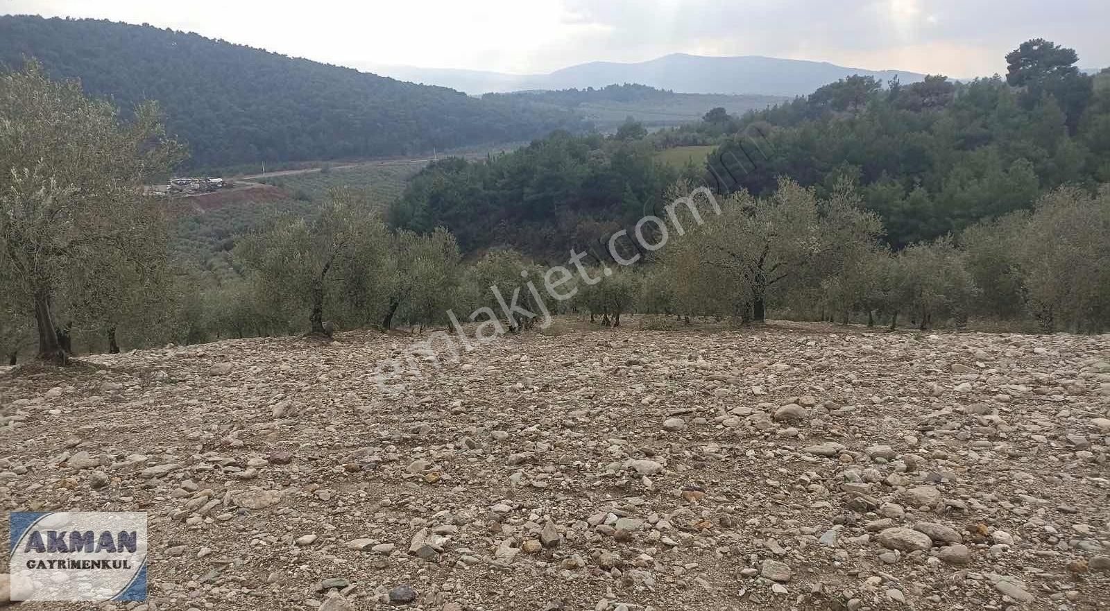 Zeytinlibağ Mh Satılık 23 Dölüm Zeytinlik - Görsel 9
