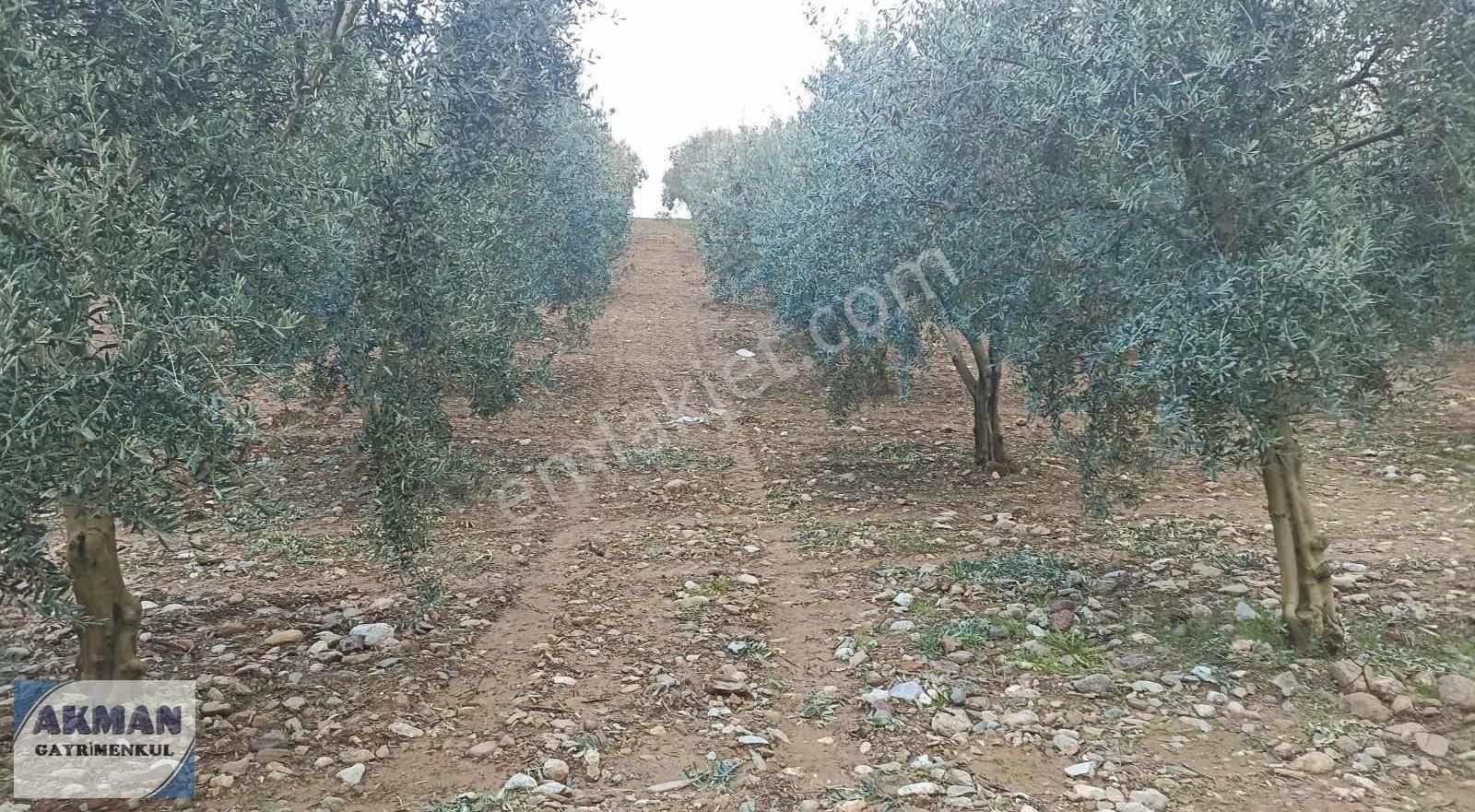 Zeytinlibağ Mh Satılık 23 Dölüm Zeytinlik - Görsel 8