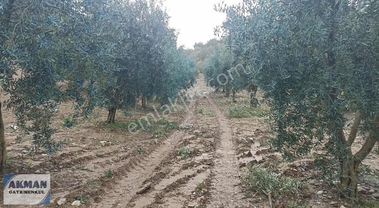Zeytinlibağ Mh Satılık 23 Dölüm Zeytinlik - Görsel 7
