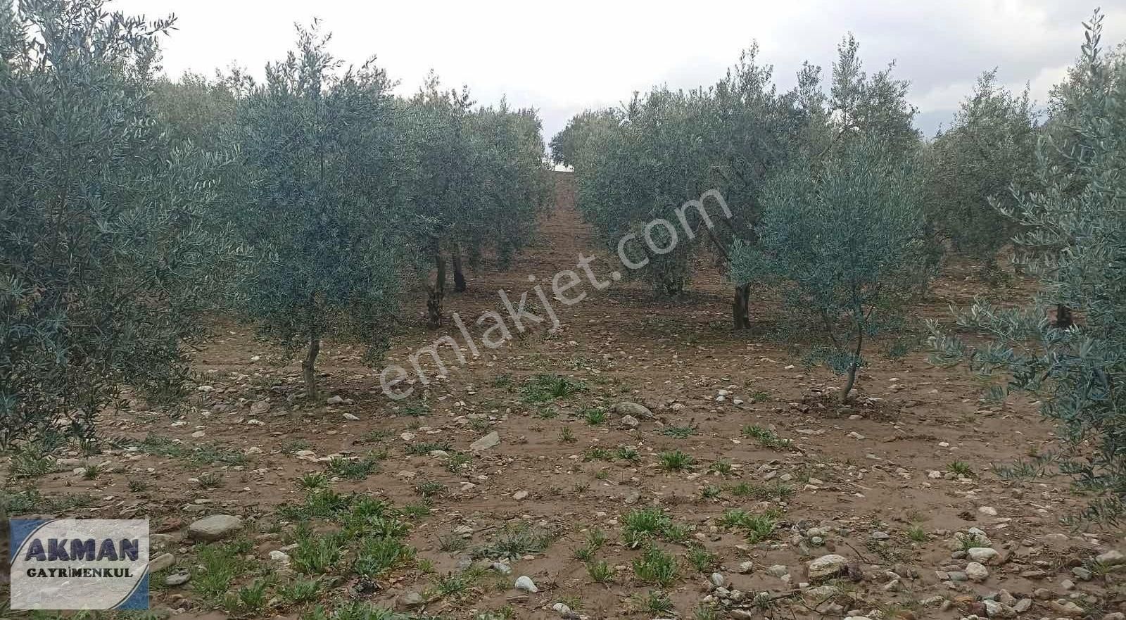 Zeytinlibağ Mh Satılık 23 Dölüm Zeytinlik - Görsel 12