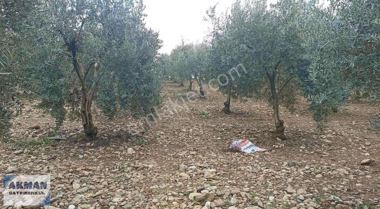 Zeytinlibağ Mh Satılık 23 Dölüm Zeytinlik - Görsel 6