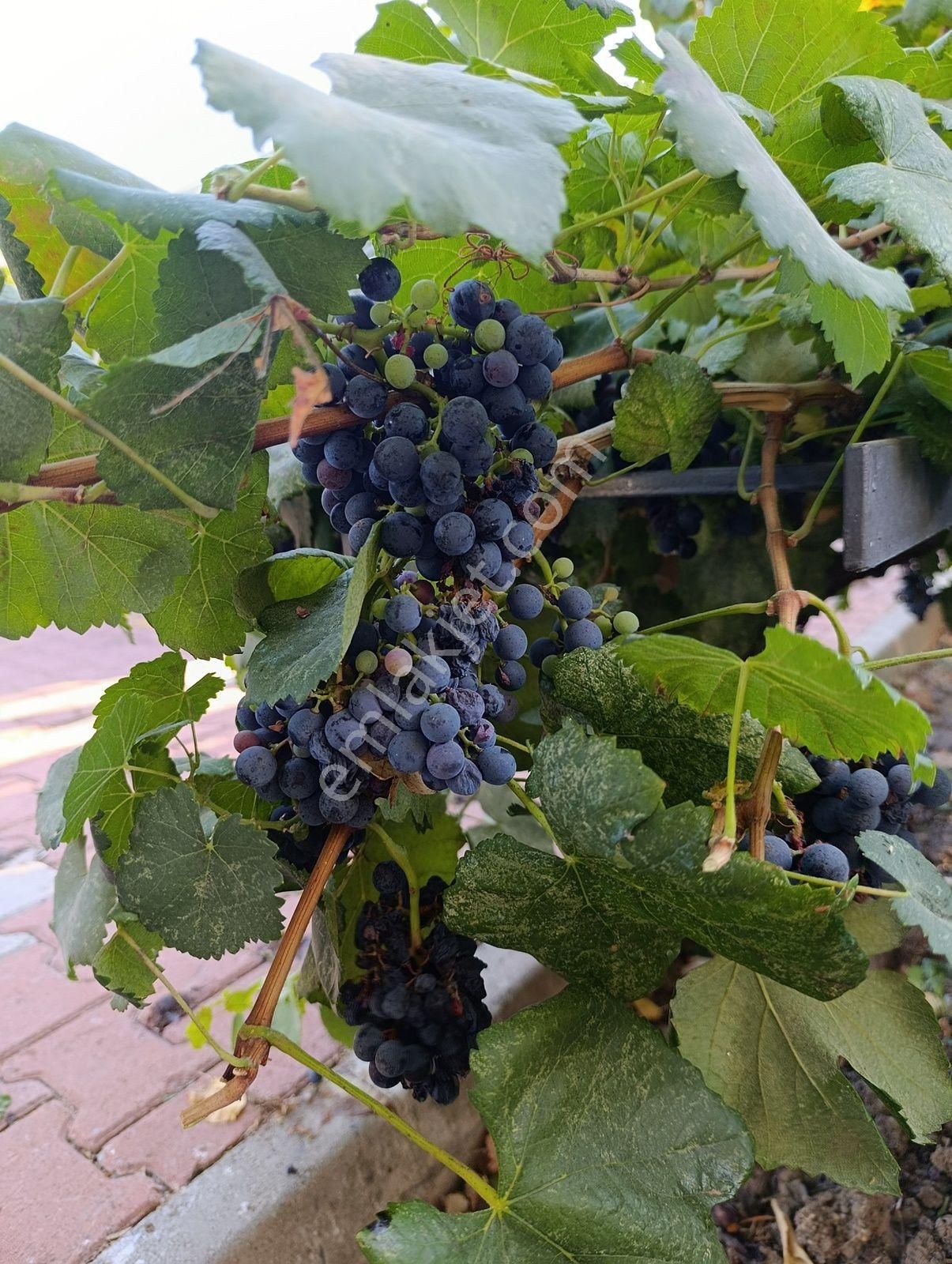 Bademli | Kaçkar Sitesi'nde | Denize Yakın | 4+1 | Masrafsız | Villa | - Görsel 33