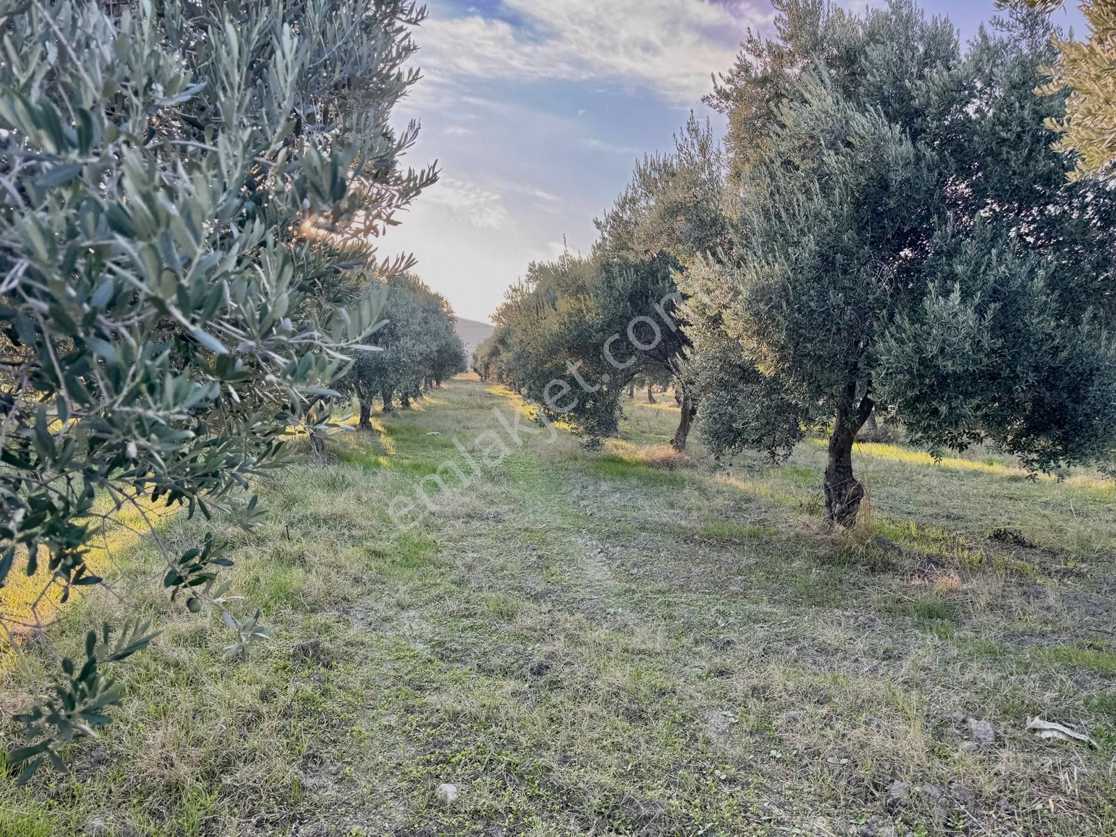Saruhanlı Gökçeköy De 5.750 M2 Zeytinlik , Suyu Var - Görsel 7
