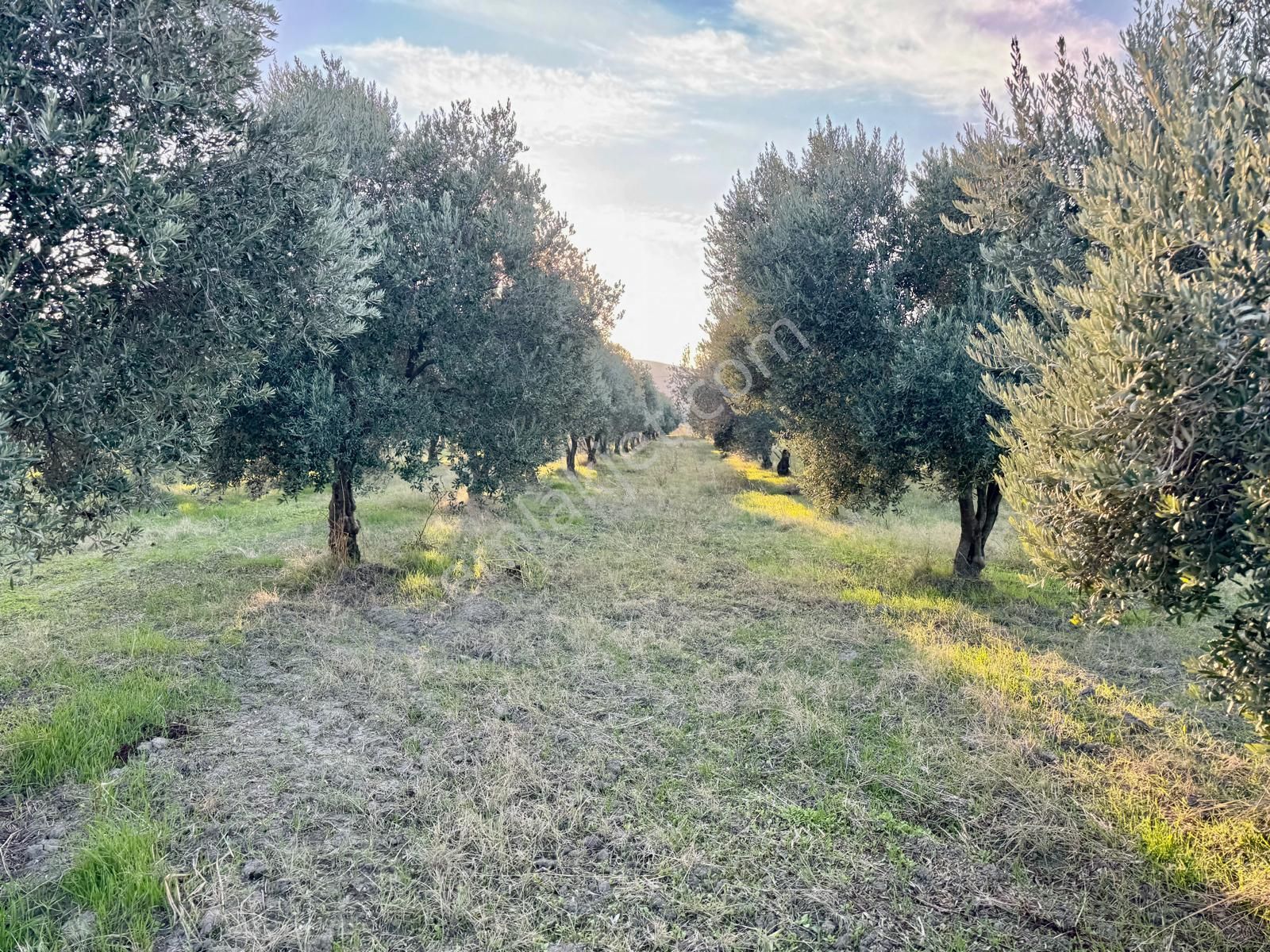 Saruhanlı Gökçeköy De 5.750 M2 Zeytinlik , Suyu Var - Görsel 5