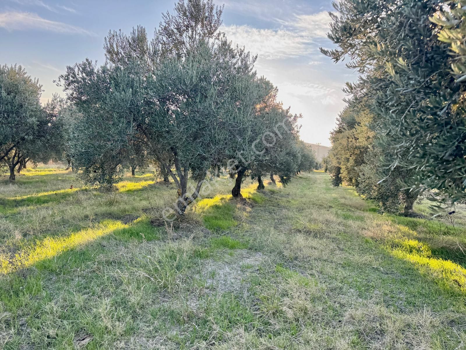 Saruhanlı Gökçeköy De 5.750 M2 Zeytinlik , Suyu Var - Görsel 16