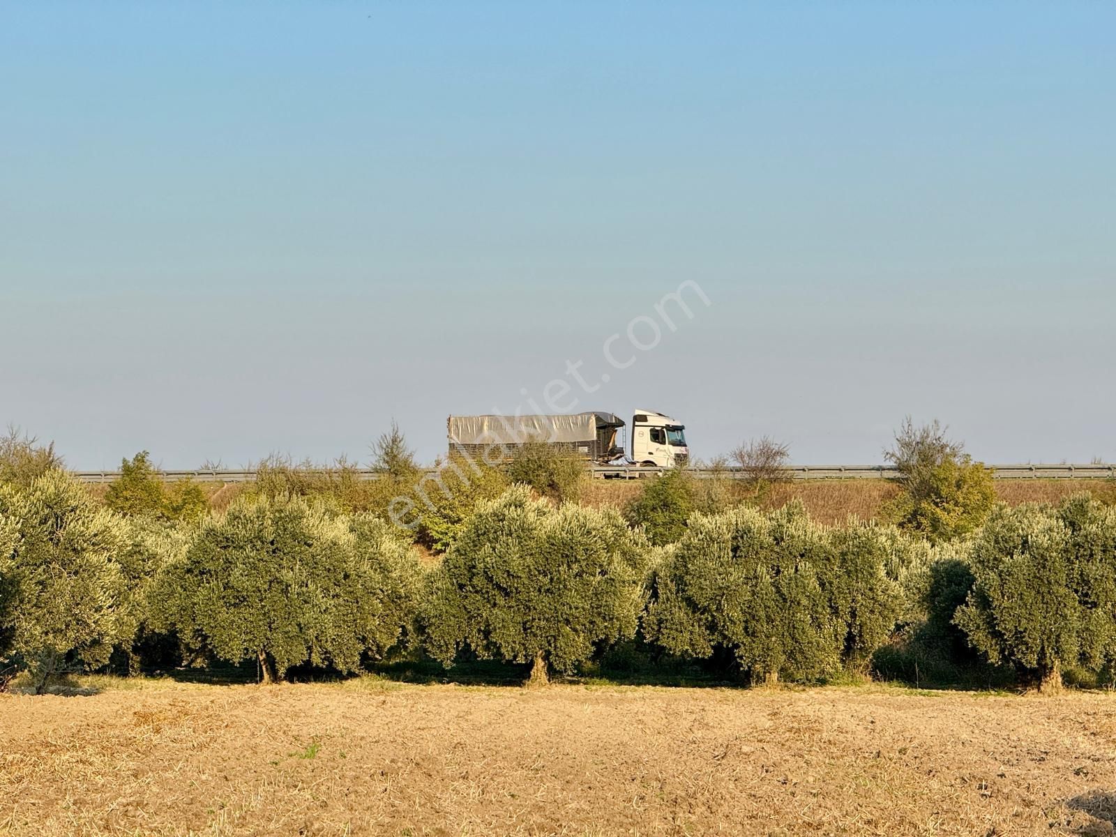 Saruhanlı Gökçeköy De 5.750 M2 Zeytinlik , Suyu Var - Görsel 9