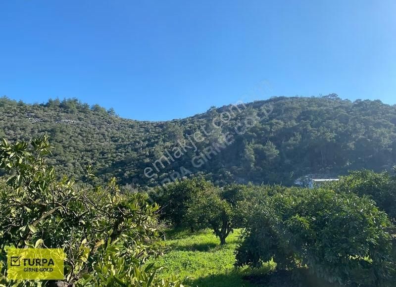 Ahmetbeylide Yol,su,elektriği Olan 3462 M2 Satılık Meyve Bahçesi - Görsel 4