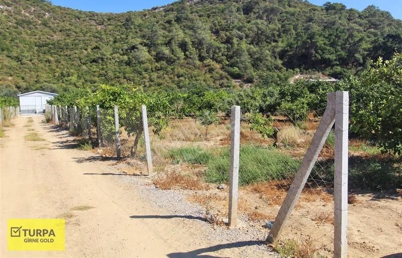 Ahmetbeylide Yol,su,elektriği Olan 3462 M2 Satılık Meyve Bahçesi - Görsel 3