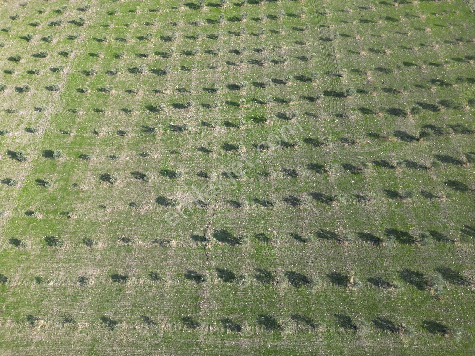 Menemen Türkellide 1500m2 Satılık Tarla - Görsel 11