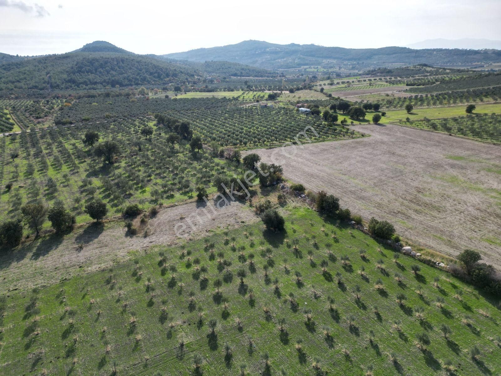 Menemen Türkellide 1500m2 Satılık Tarla