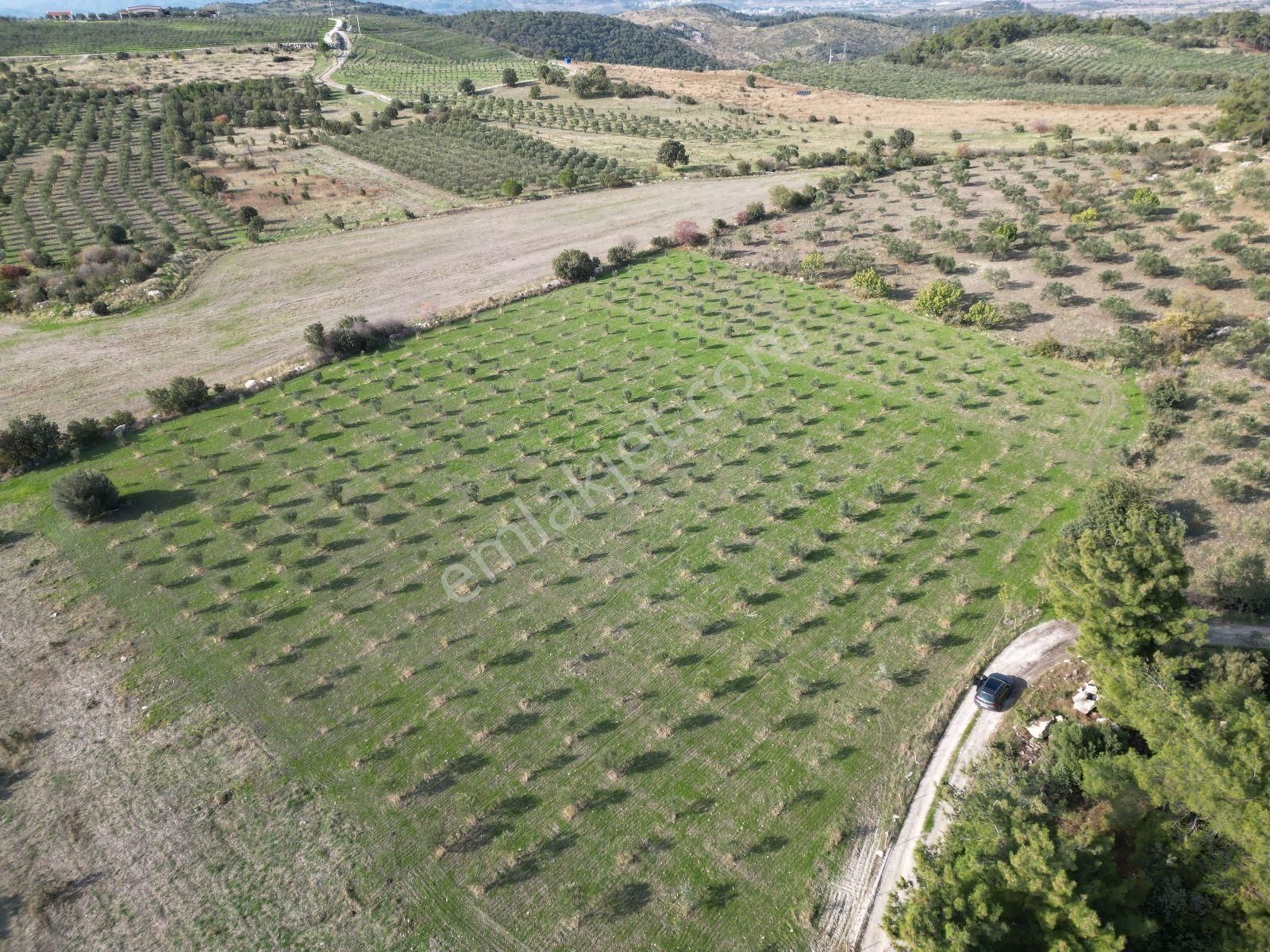Menemen Türkellide 1500m2 Satılık Tarla - Görsel 4
