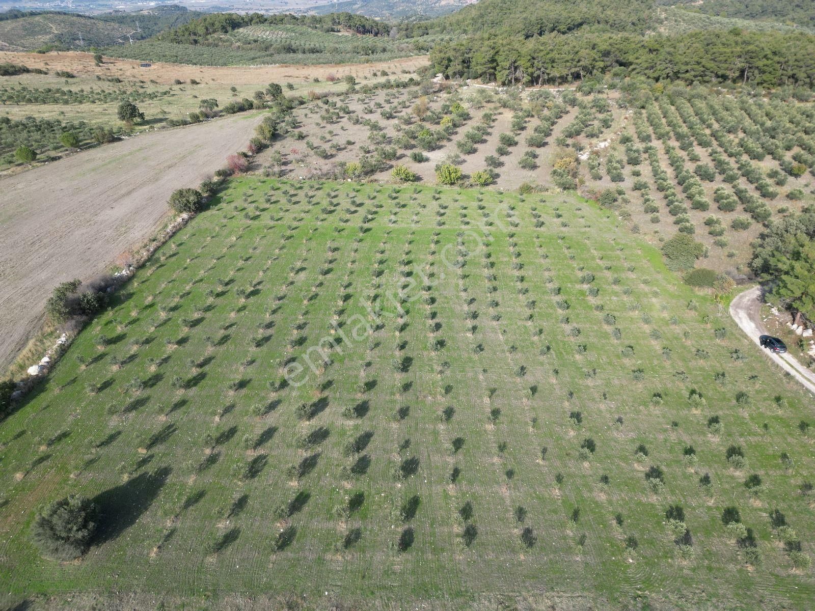 Menemen Türkellide 1500m2 Satılık Tarla - Görsel 12