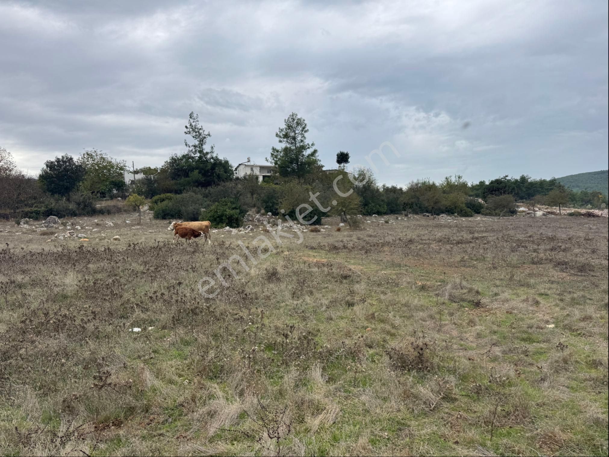 Bodrum Kumköy’de Satılık İmarlı Arsa - Görsel 8