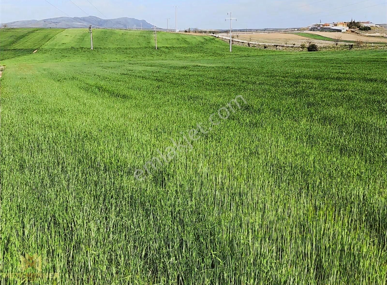 Hatunsaray Da Asvalt Yola Cepeli Halı Gibi Arazi - Görsel 2