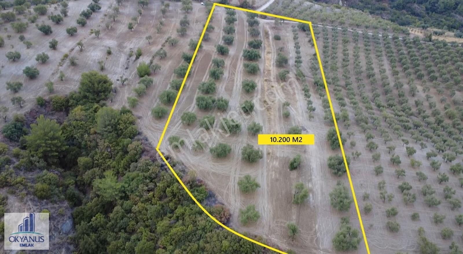 Hacımusa Da 10.200 M2 Zeytinlik , Yolu Var - Görsel 12