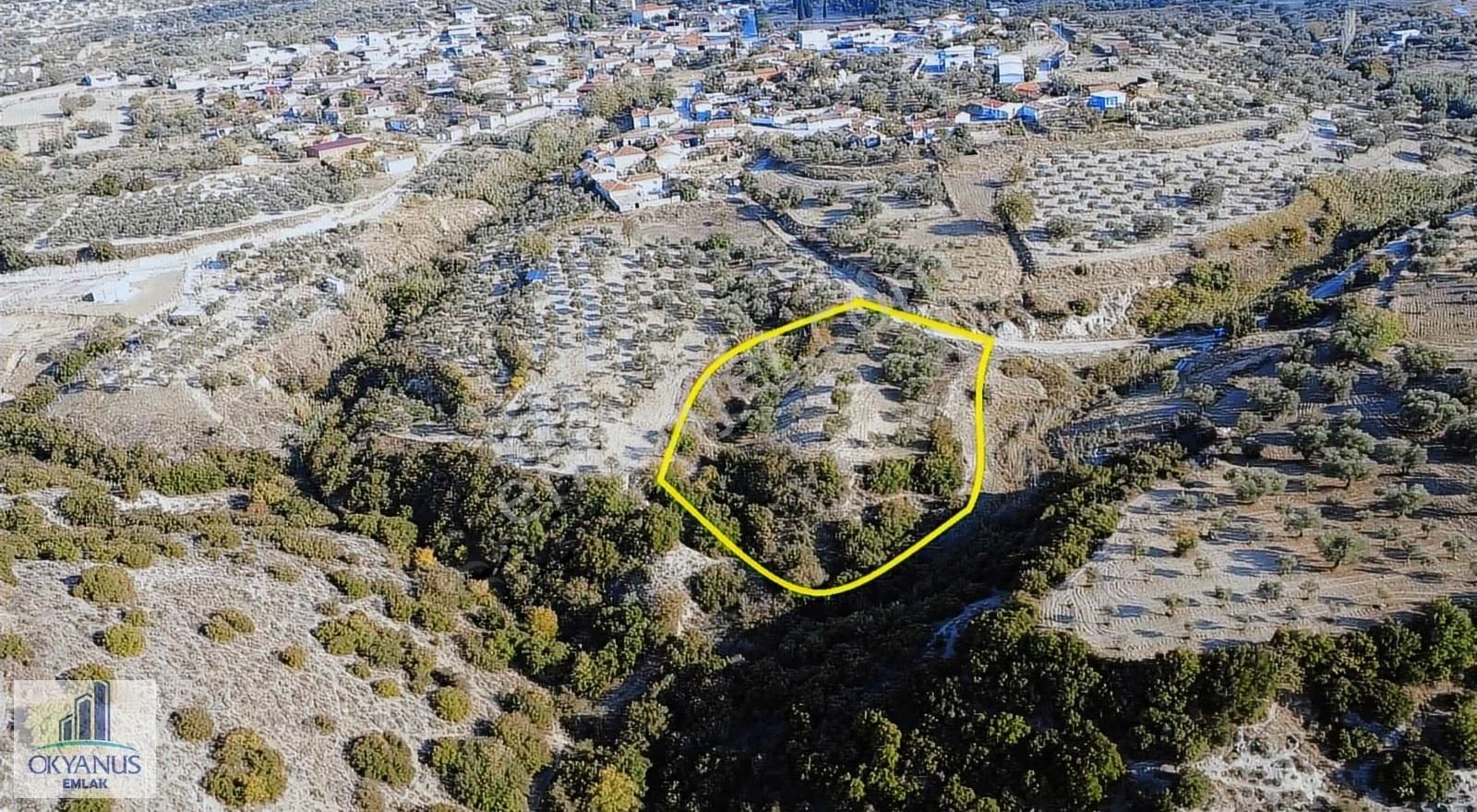 Hacımusa Da 3.900 M2 Zeytinlik, Köye Arsalara 70 Mt Uzak - Görsel 11