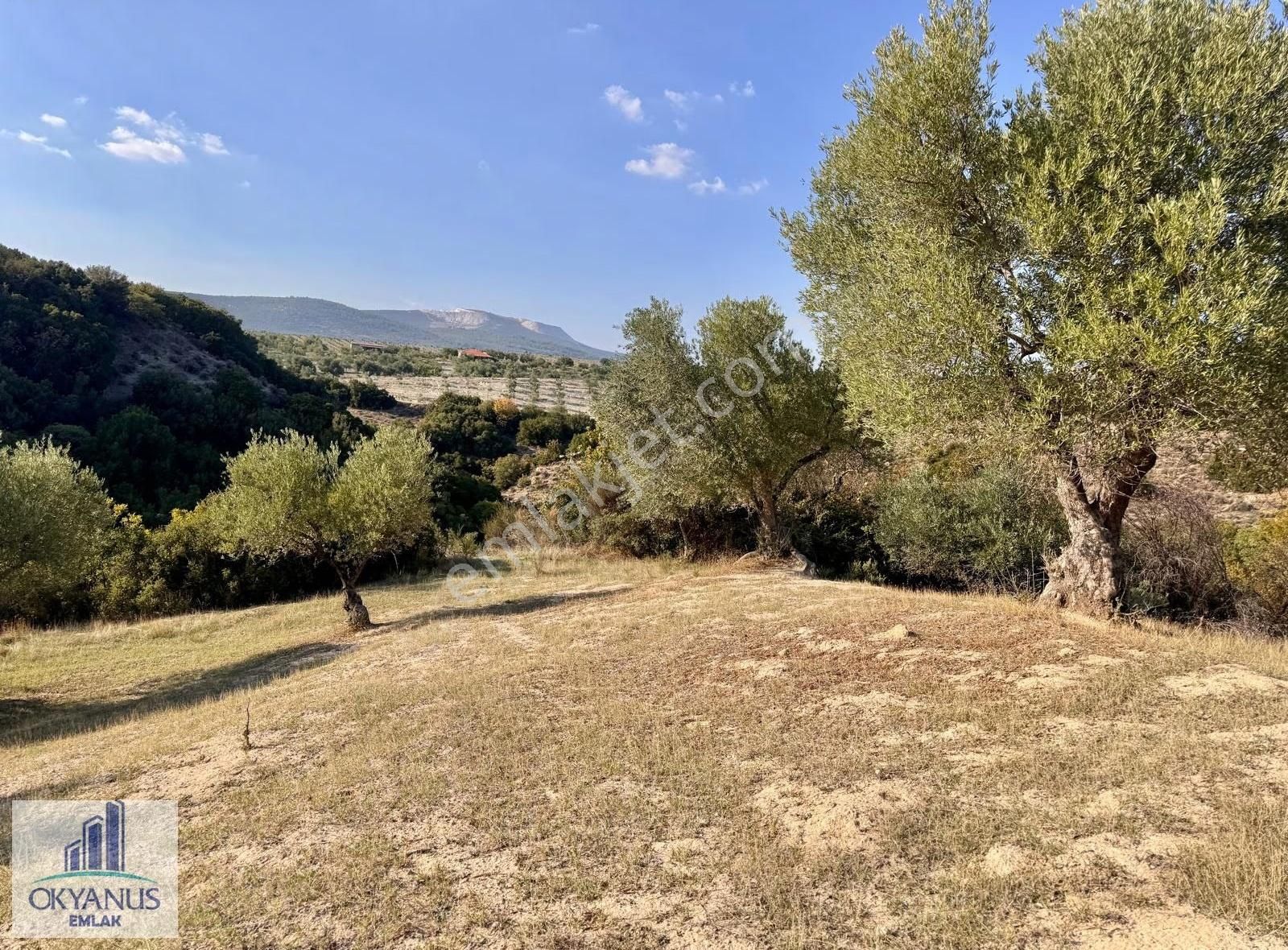 Hacımusa Da 3.900 M2 Zeytinlik, Köye Arsalara 70 Mt Uzak - Görsel 22