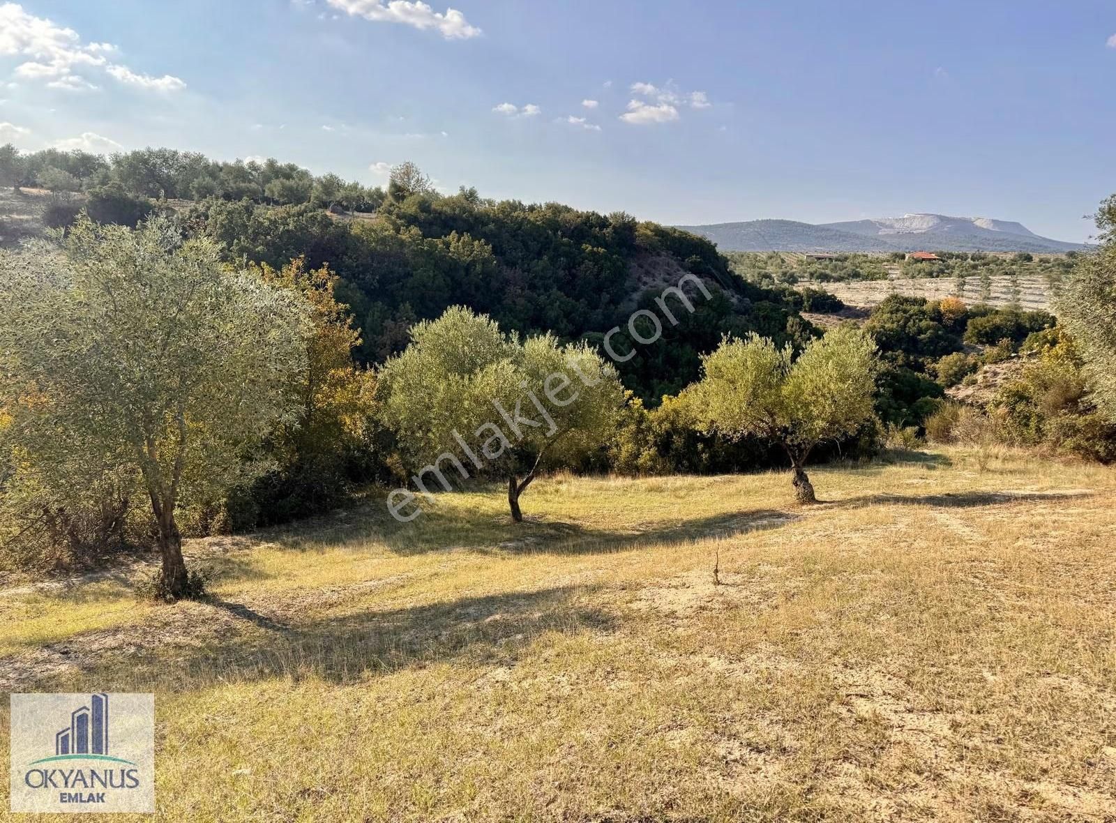 Hacımusa Da 3.900 M2 Zeytinlik, Köye Arsalara 70 Mt Uzak - Görsel 7