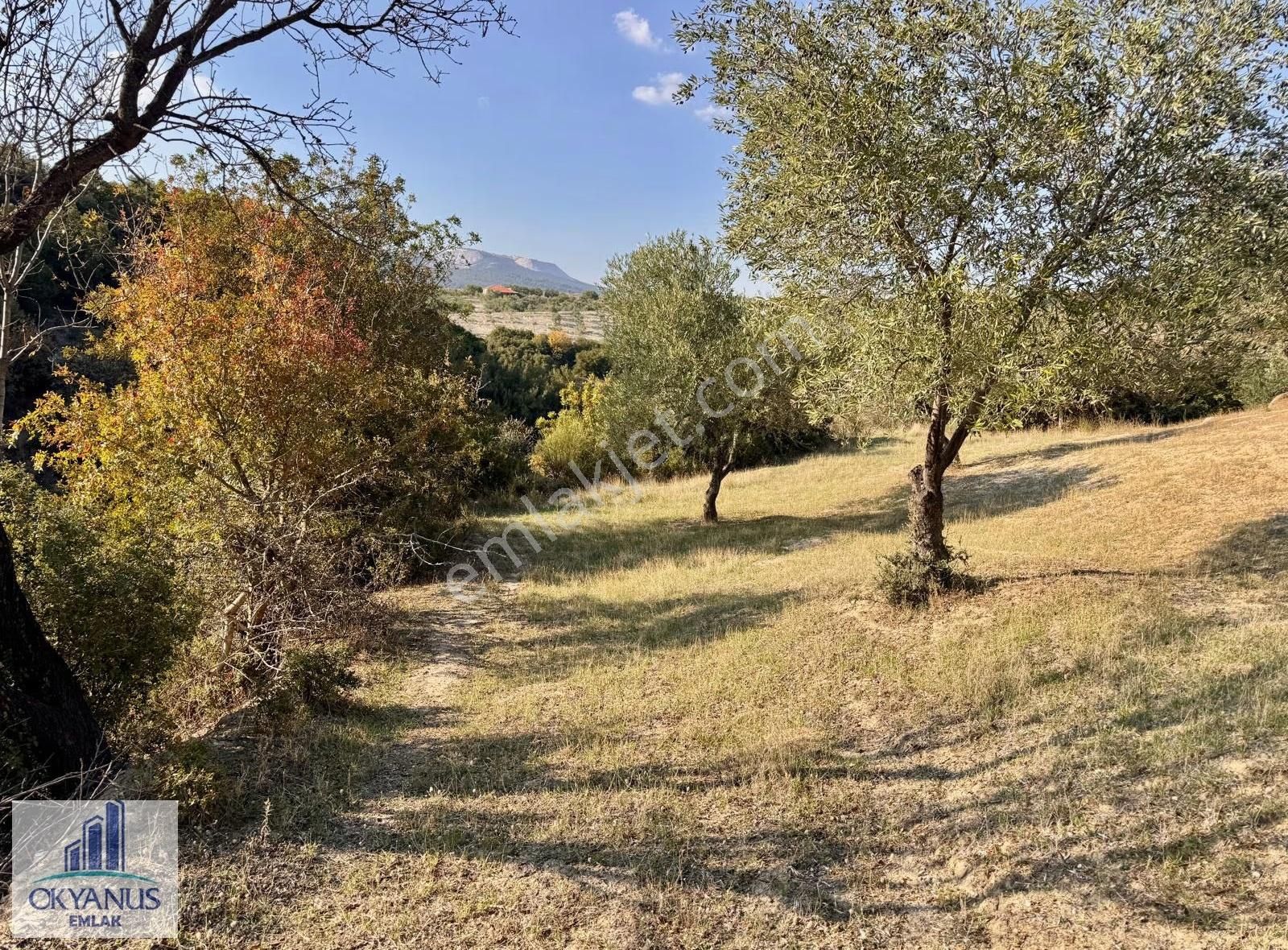 Hacımusa Da 3.900 M2 Zeytinlik, Köye Arsalara 70 Mt Uzak - Görsel 21
