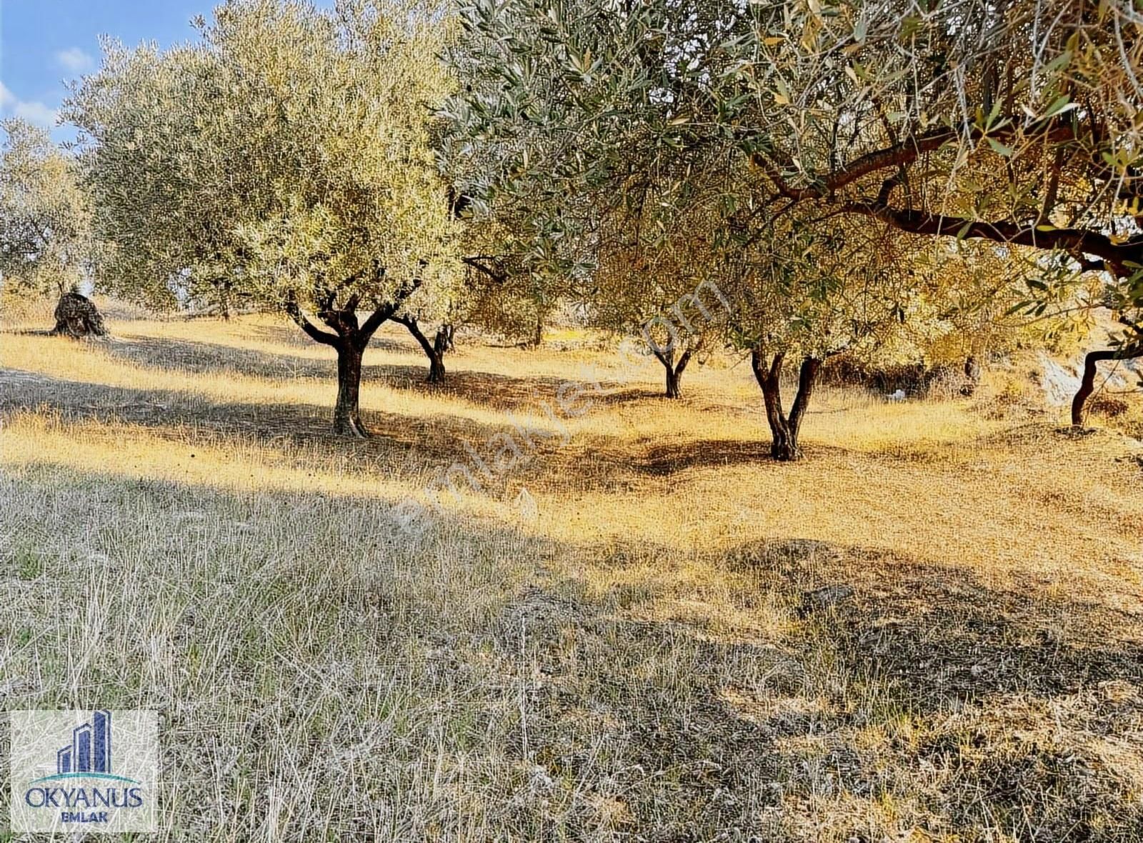 Hacımusa Da 3.900 M2 Zeytinlik, Köye Arsalara 70 Mt Uzak - Görsel 12