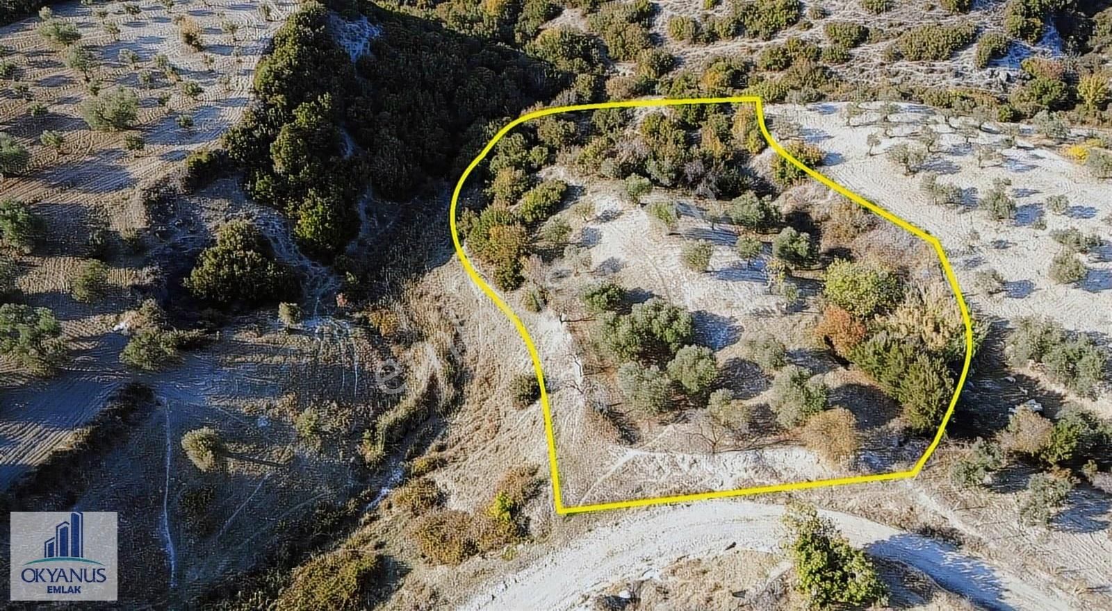 Hacımusa Da 3.900 M2 Zeytinlik, Köye Arsalara 70 Mt Uzak - Görsel 26