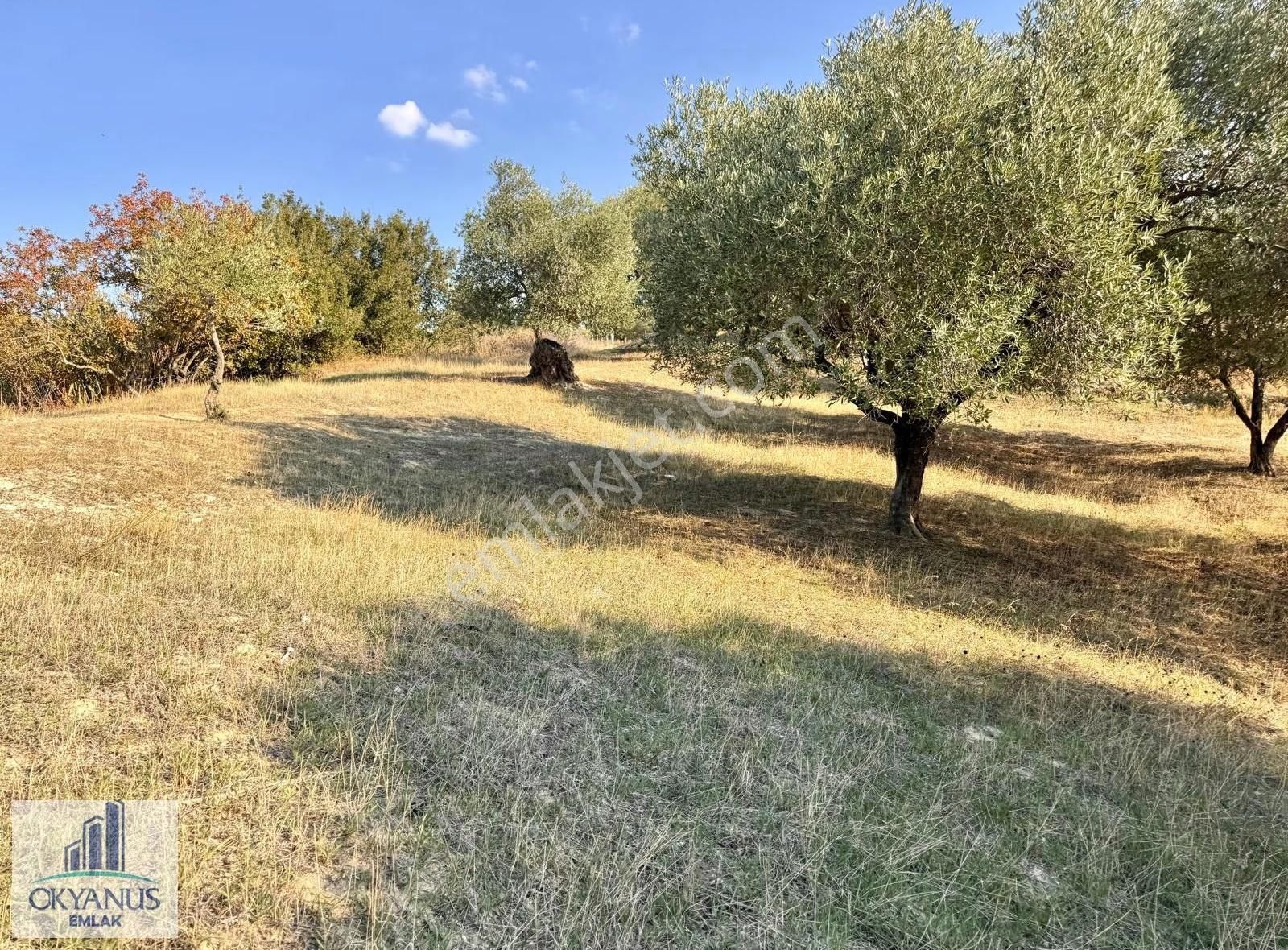 Hacımusa Da 3.900 M2 Zeytinlik, Köye Arsalara 70 Mt Uzak - Görsel 15
