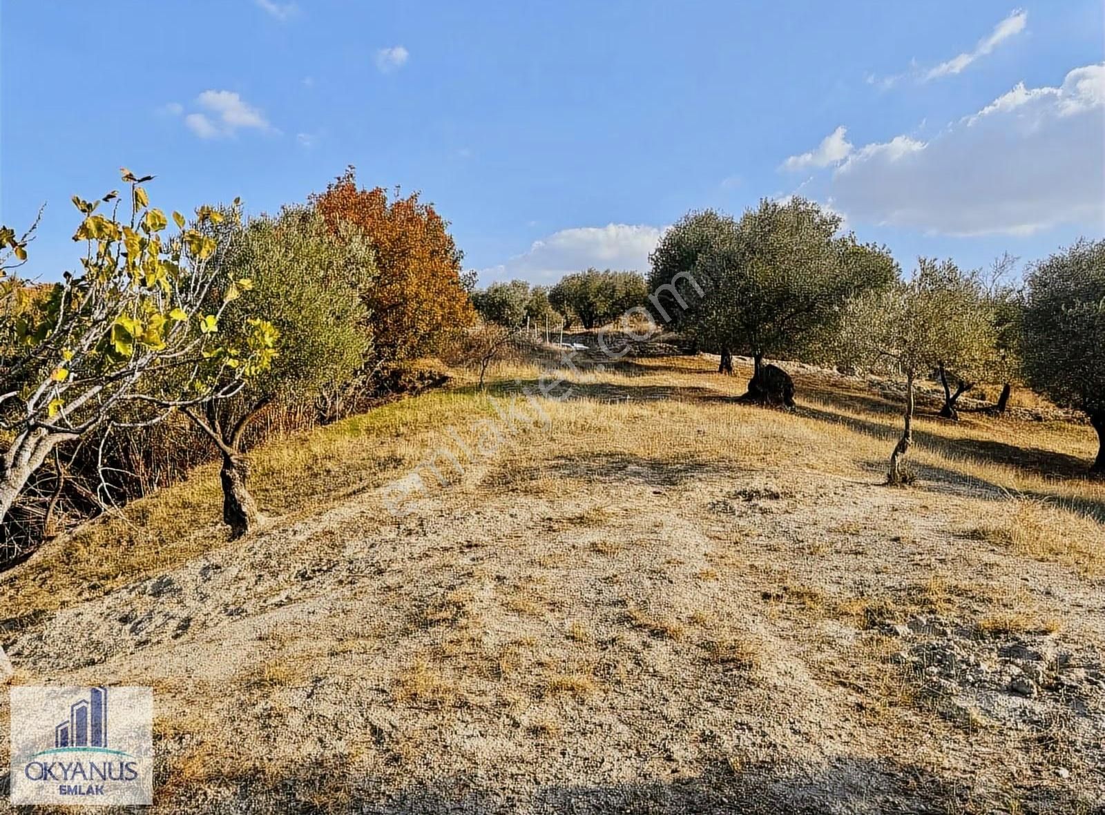 Hacımusa Da 3.900 M2 Zeytinlik, Köye Arsalara 70 Mt Uzak - Görsel 24
