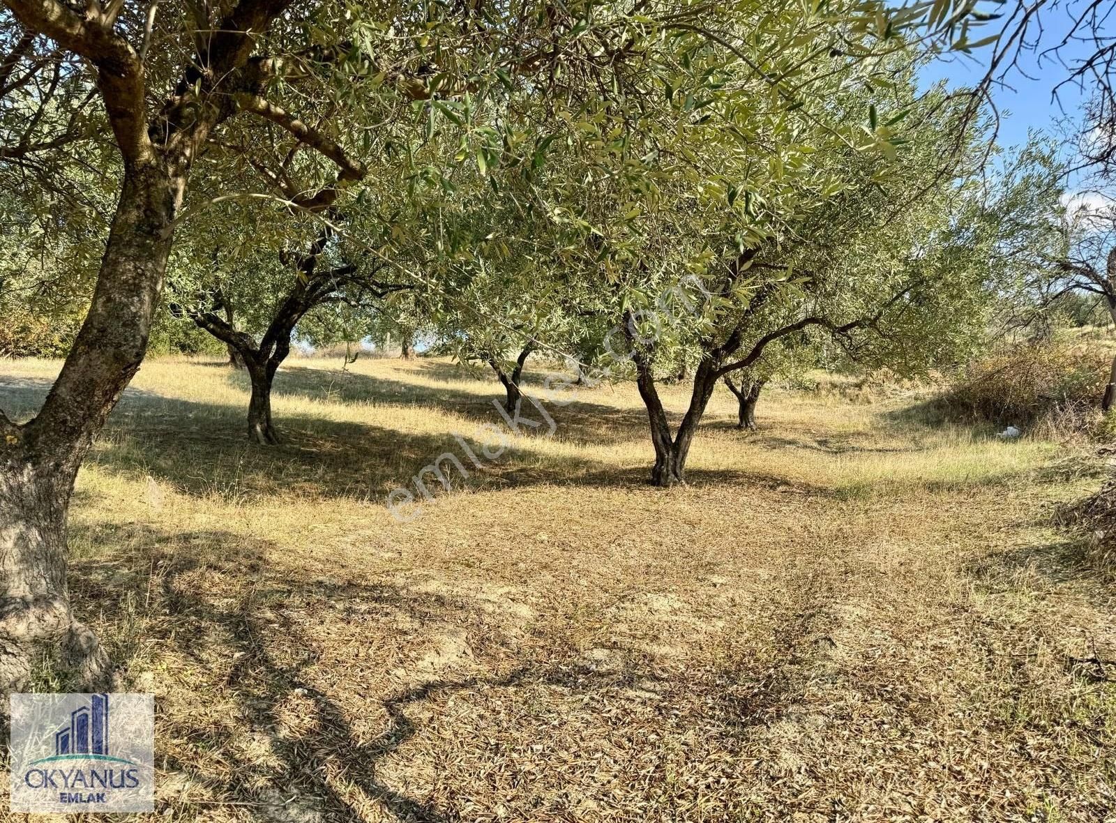 Hacımusa Da 3.900 M2 Zeytinlik, Köye Arsalara 70 Mt Uzak - Görsel 13