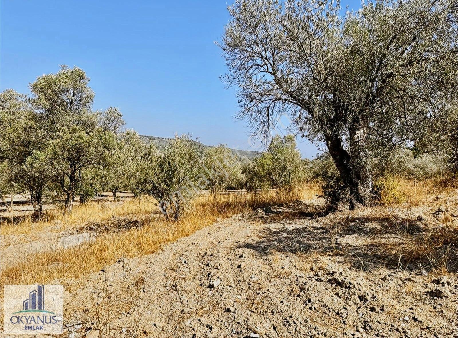 Kalemli 'ye Yakın - 2.000 M2 - Tek Tapu - 40 Ağaç - Görsel 17