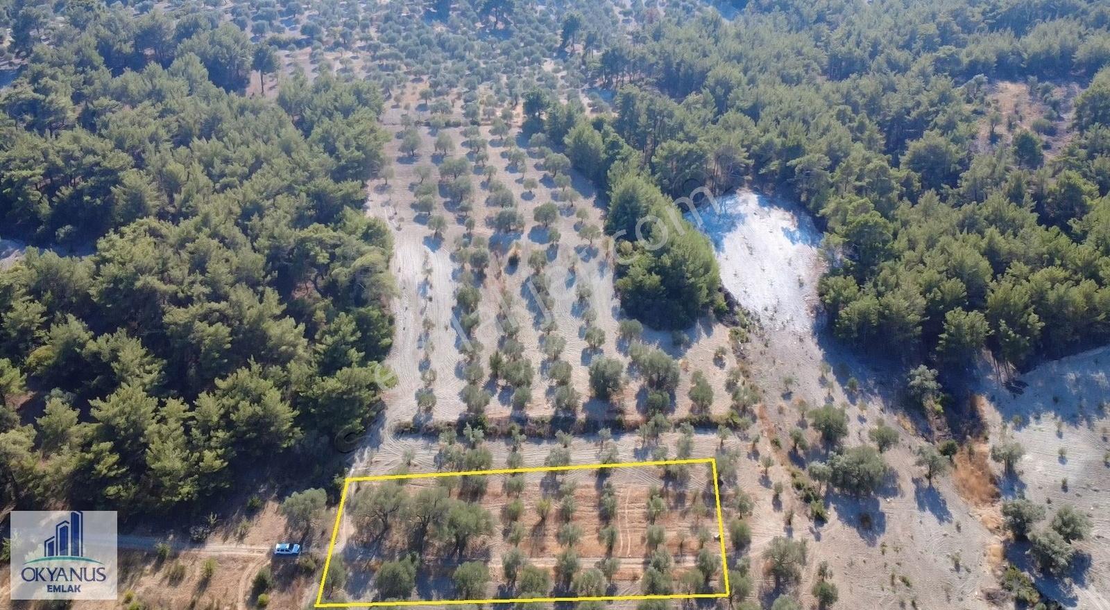 Kalemli 'ye Yakın - 2.000 M2 - Tek Tapu - 40 Ağaç - Görsel 3