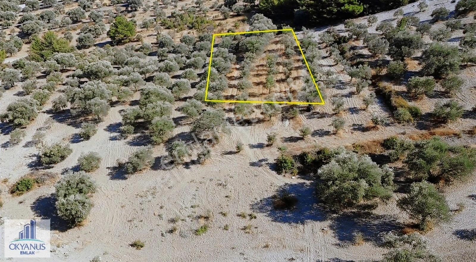 Kalemli 'ye Yakın - 2.000 M2 - Tek Tapu - 40 Ağaç - Görsel 10