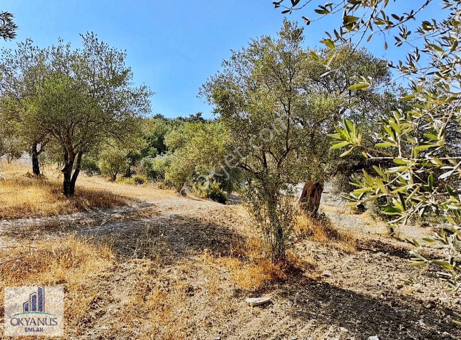 Kalemli 'ye Yakın - 2.000 M2 - Tek Tapu - 40 Ağaç - Görsel 18