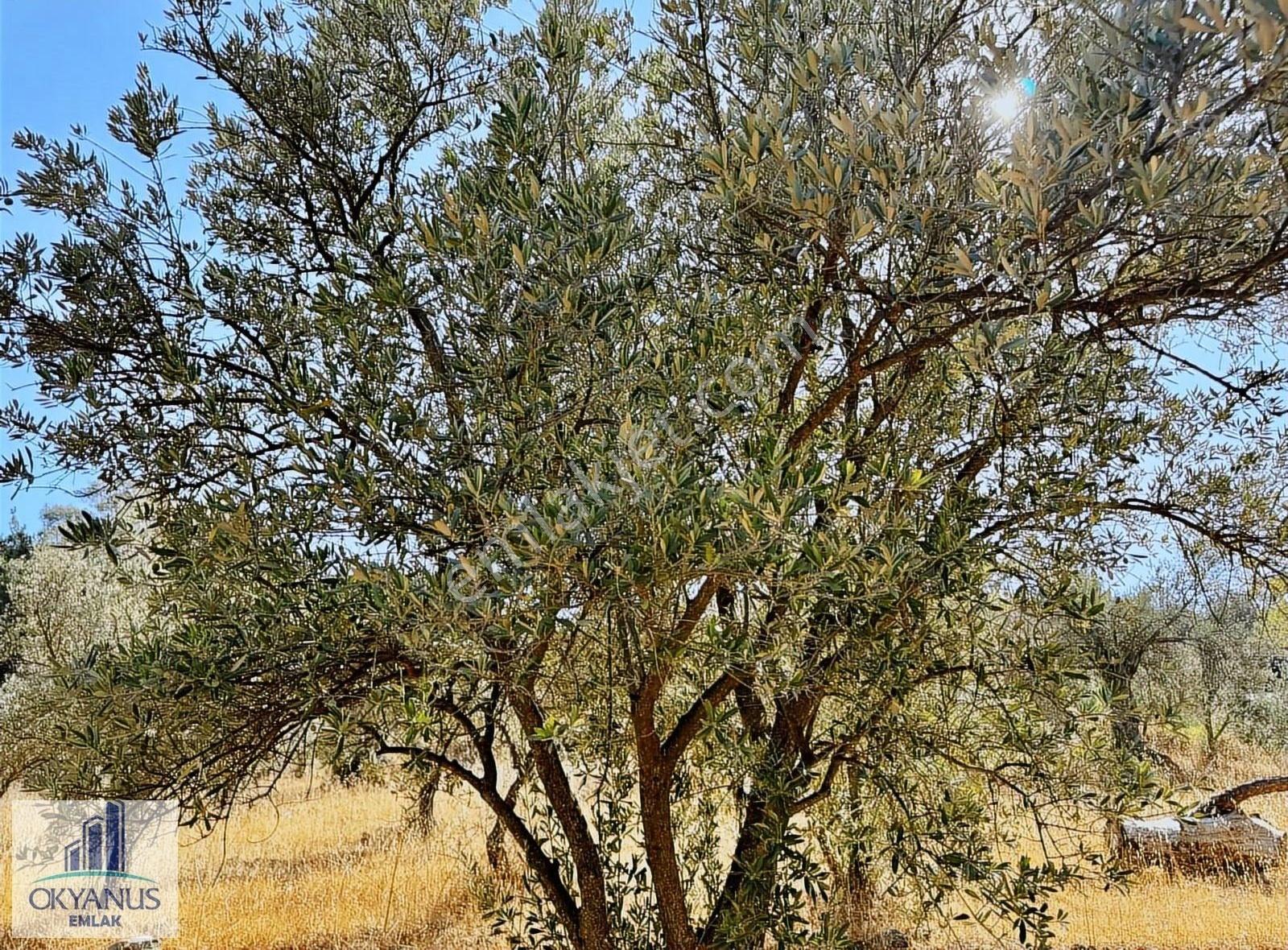 Kalemli 'ye Yakın - 2.000 M2 - Tek Tapu - 40 Ağaç - Görsel 5