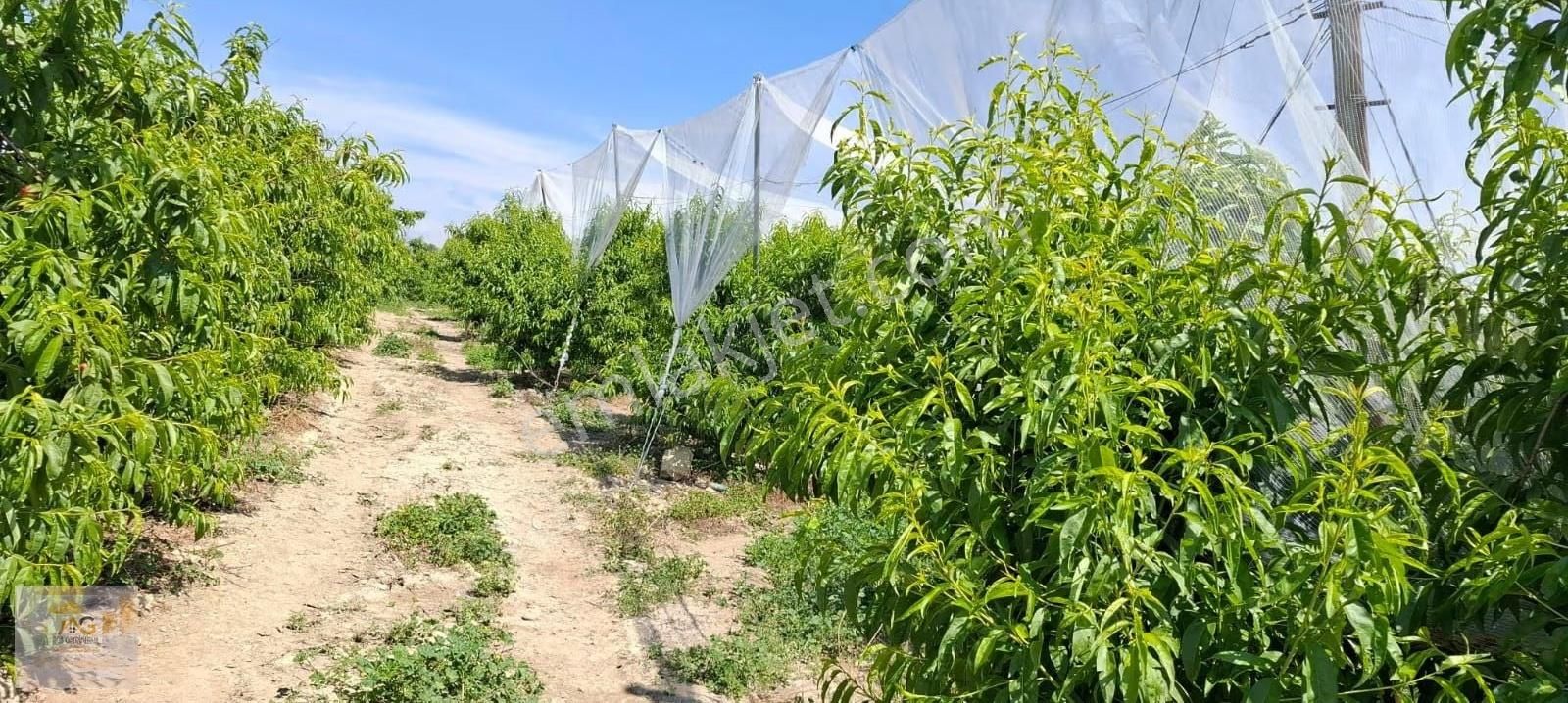 Mersin Tarsus İhsaniye Mah.'de 15 Dönüm Satılık Şeftali Bahçesi - Görsel 2