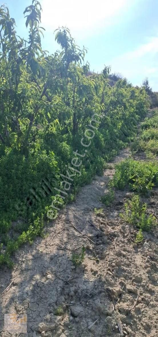 Mersin Tarsus İhsaniye Mah.'de 15 Dönüm Satılık Şeftali Bahçesi - Görsel 4