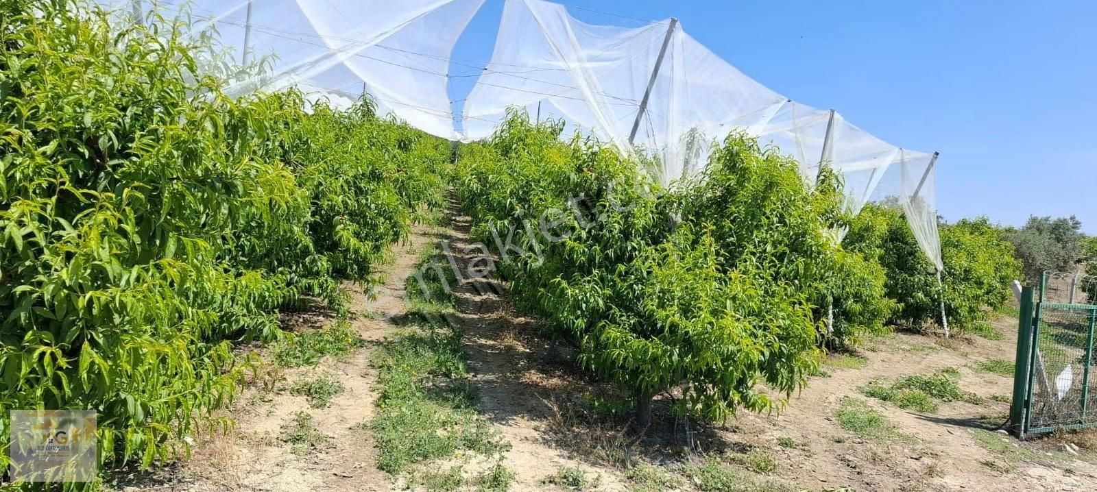 Mersin Tarsus İhsaniye Mah.'de 15 Dönüm Satılık Şeftali Bahçesi