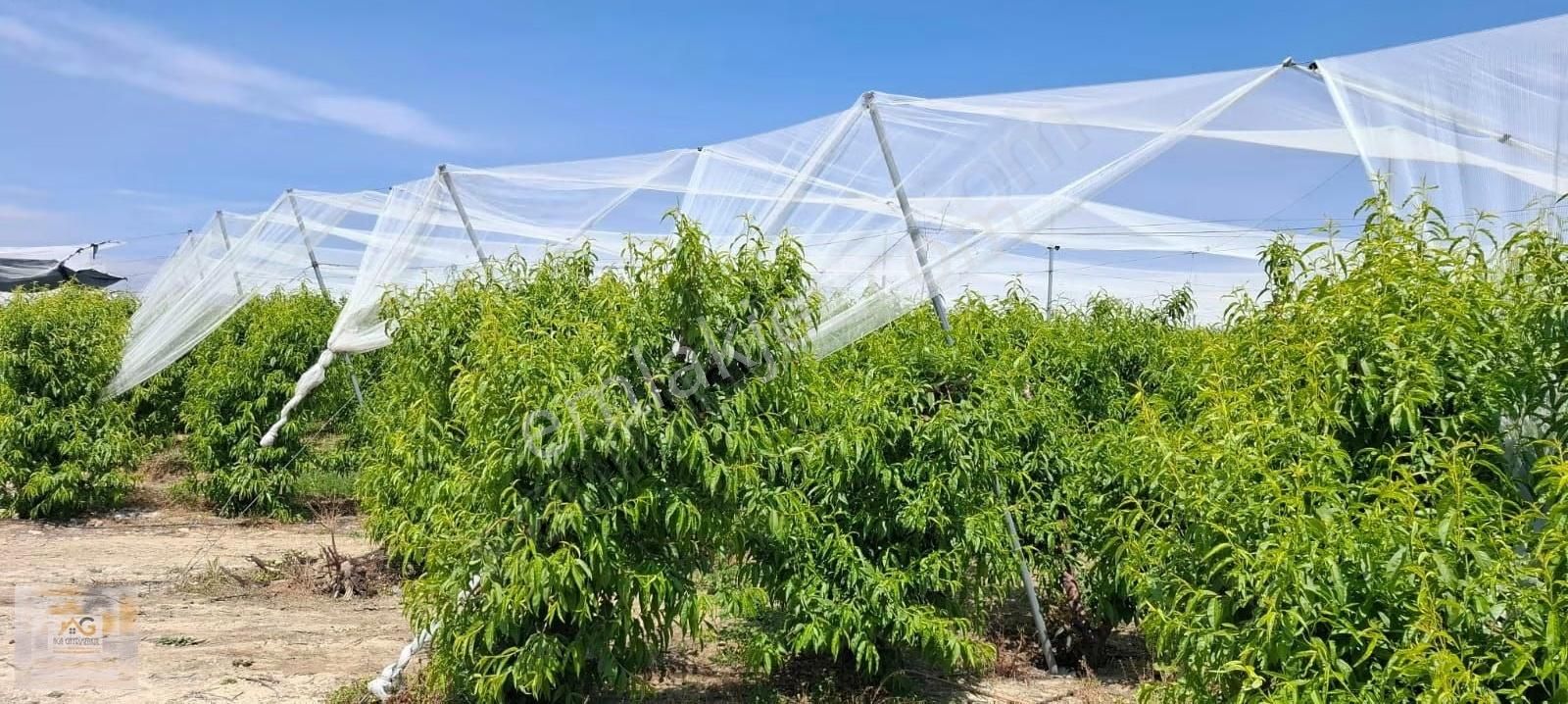 Mersin Tarsus İhsaniye Mah.'de 15 Dönüm Satılık Şeftali Bahçesi - Görsel 8