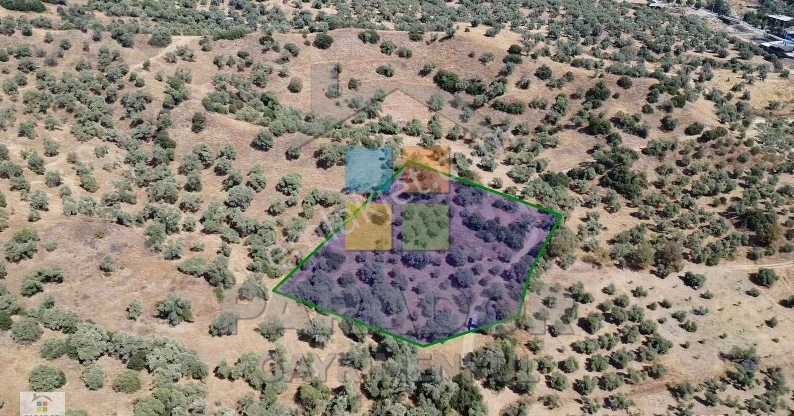 Aydın Sultanhisar Yağdere Mahallesinde Satılık 2734 M² Zeytinlik - Görsel 9