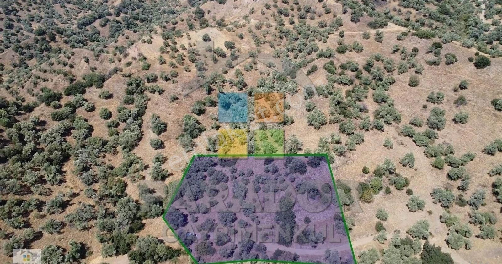 Aydın Sultanhisar Yağdere Mahallesinde Satılık 2734 M² Zeytinlik - Görsel 3