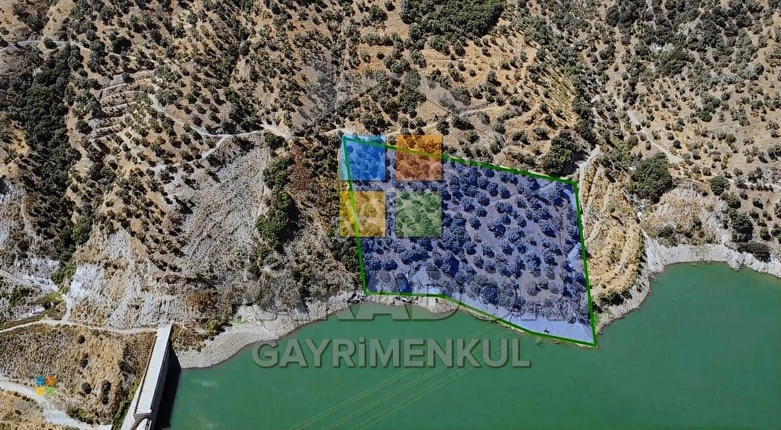 Aydın Sultanhisar Demirhan Mahallesi Satılık 9963 M² Zeytinlik - Görsel 7