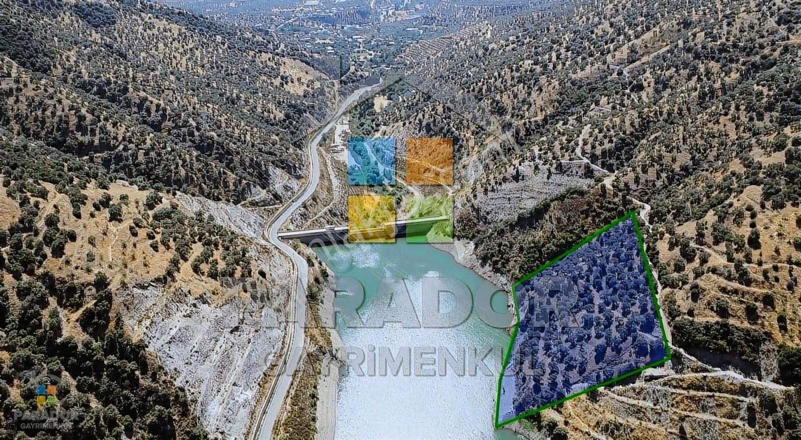 Aydın Sultanhisar Demirhan Mahallesi Satılık 9963 M² Zeytinlik - Görsel 5