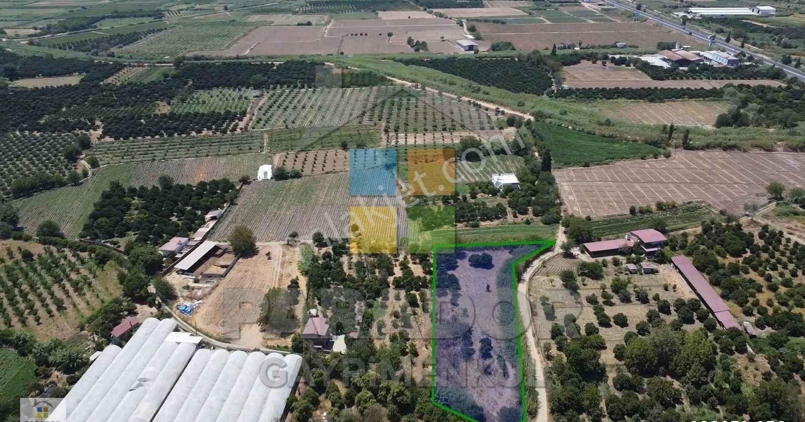 Aydın Sultanhisar Atça Mahallesinde 3362,97 M² Satılık Bahçe - Görsel 13