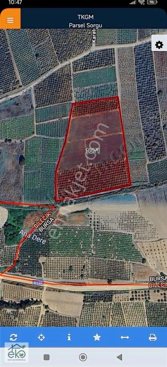 İznik Karatekin Köyü Nektarin Bahçesi