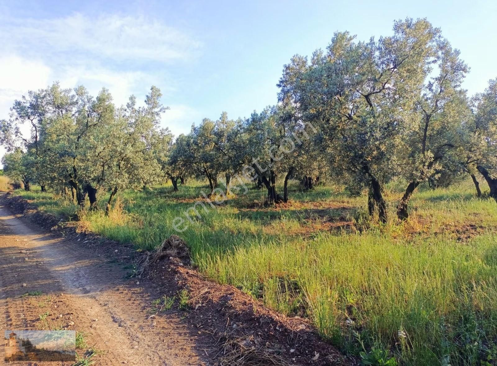 1815m2 Adliyede Düz,yol Kenarı,80 Zeytin,yerleşime 800m