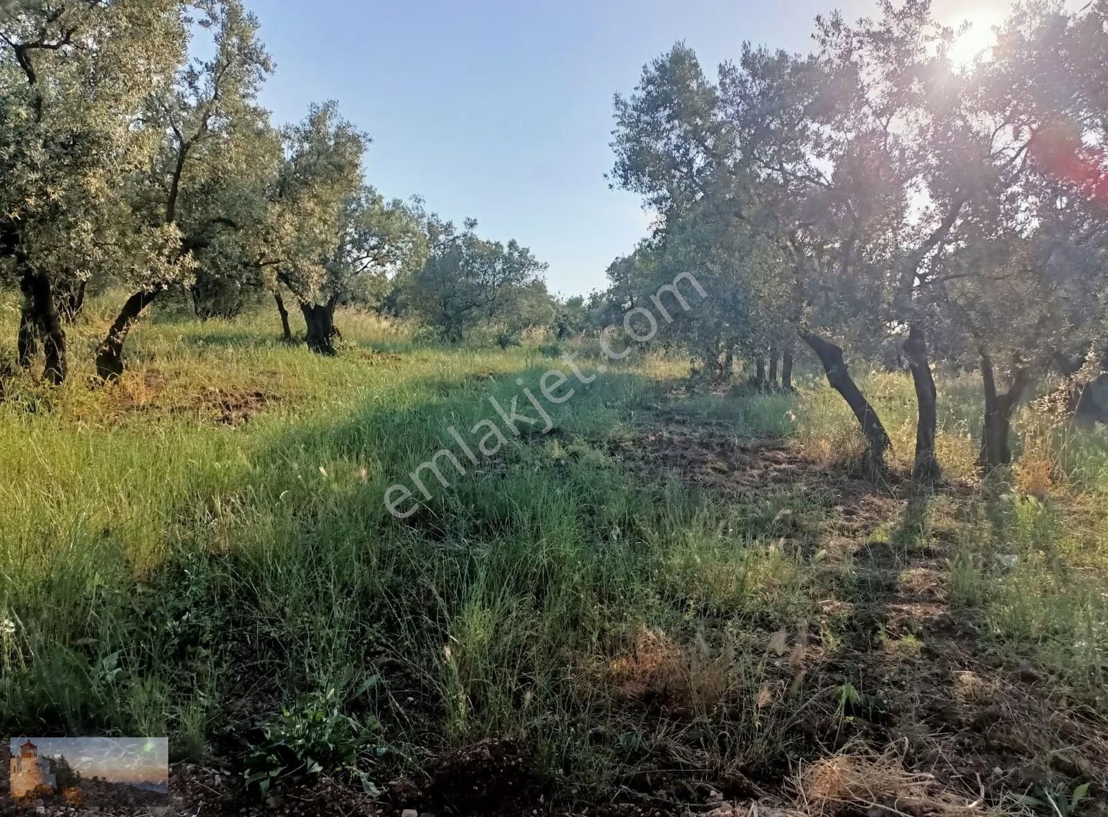 1815m2 Adliyede Düz,yol Kenarı,80 Zeytin,yerleşime 800m - Görsel 2