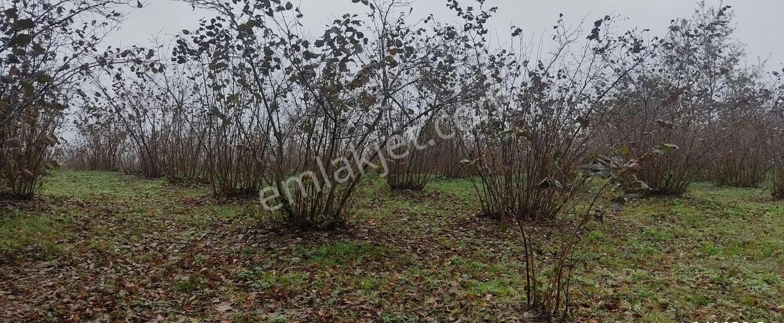 Kandıra Yılmaz Emlaktan Mükemmel Konumlu Fındıklık - Görsel 6